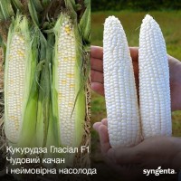 Гласиал F1 (5000 сем.) семена кукурузы сладкой Syngenta