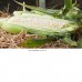 Гласіал  F1 (5000 нас.) насіння кукурудзи солодкої Syngenta