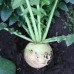Ред Мит (100 г) семена японской редьки Takii Seeds