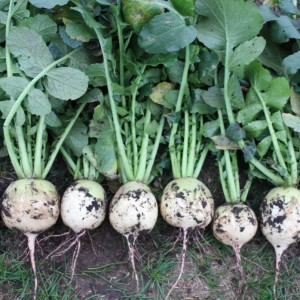 Ред Мит (100 г) семена японской редьки Takii Seeds