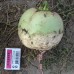 Ред Мит (100 г) семена японской редьки Takii Seeds