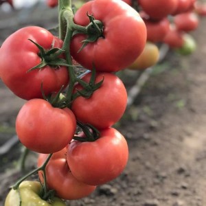 Маністелла F1 (500 нас.) насіння томату Hazera Genetics