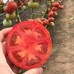 Маністелла F1 (500 нас.) насіння томату Hazera Genetics
