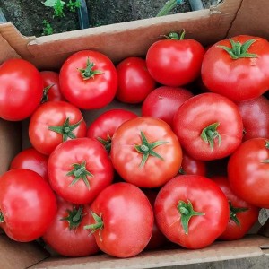 Етерей F1 (250 нас.) насіння томату Seminis