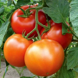 Матіссімо F1 (250 нас.) насіння томату Seminis
