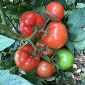 Бесуто F1 (250 нас.) насіння томату Seminis