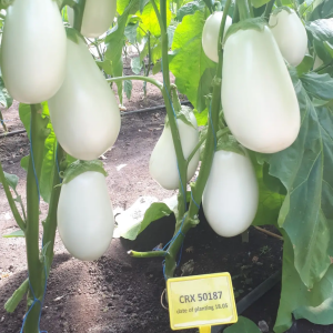 CRX 50187 F1 (100 нас.) насіння білого баклажану Cora Seeds