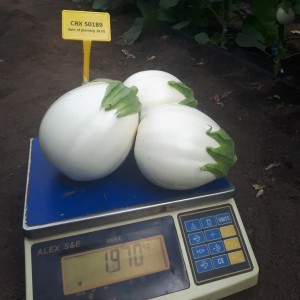 CRX 50189 F1 (100 нас.) насіння білого баклажану Cora Seeds