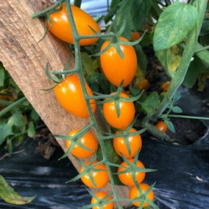 Манікін F1 (500 нас.) насіння томату Spark Seeds