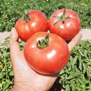 Пінкджейн F1 (500 нас.) насіння томату Enza Zaden