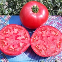 Альма F1 (1000 сем.) семена томата Libra Seeds Альма F1 (1000 сем.) семена томата Libra Seeds