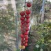 Блейз F1 (250 нас.) насіння томату Spark Seeds