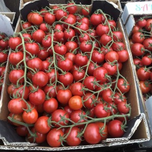 Блейз F1 (250 нас.) насіння томату Spark Seeds