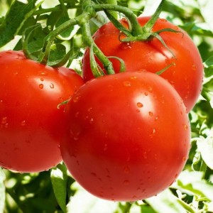 Джампакт F1 (1000 нас.) насіння томату Sakata