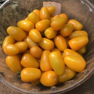 Елоу Бидс F1 (250 сем.) семена томата Spark Seeds Елоу Бидс F1 (250 сем.) семена томата Spark Seeds