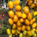 Єлоу Бідс F1 (250 нас.) насіння томату Spark Seeds