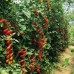 Цуккерино F1 (100 сем.) семена томата Cora Seeds