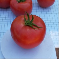 Села F1 (1000 сем.) семена томата Libra Seeds Села F1 (1000 сем.) семена томата Libra Seeds
