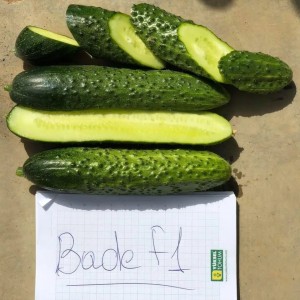 Баде F1 (500 сем.) семена огурца Yuksel seeds