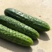 Баде F1 (500 сем.) семена огурца Yuksel seeds Баде F1 (500 сем.) семена огурца Yuksel seeds