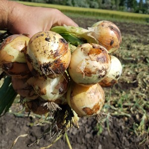 Альбатрос F1 (250 000 сем.) семена озимого лука репчатого Libra Seeds