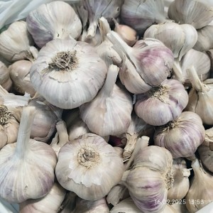 Чеснок посевной, сорт Любаша (1 кг) Украина