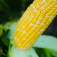 Прерия F1 (5000 сем.) семена кукурузы сладкой биколор Libra Seeds Прерия F1 (5000 сем.) семена кукурузы сладкой биколор Libra Seeds