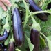 Караман F1 (1000 сем.) семена баклажана Libra Seeds