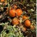 Батур F1 (100 сем.) семена томата Libra Seeds