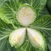 Кубица F1 (2500 сем.) семена ранней капусты б/к Syngenta