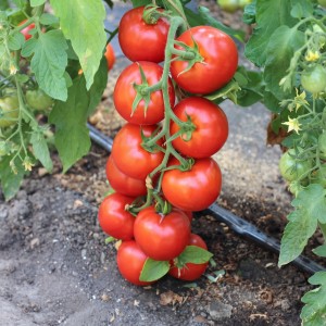 Ред Джойс (1 г) семена томата Sevita Group