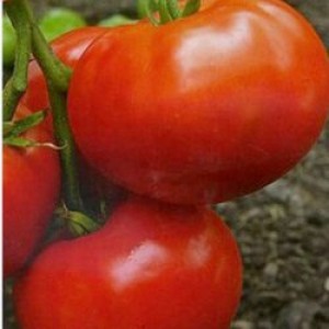 Любов земна F1, 5 г насіння томату Елітний Ряд