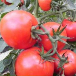 Насіння томату Балада (1 г) Елітний Ряд