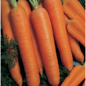 Насіння моркви Наполі F1
