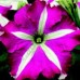 Петуния крупноцветковая Браво F1 / Bravo F1, 1000 др. (Syngenta Flowers)