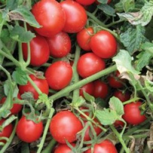 Насіння томату Шкіпер F1 (1000 нас.) Lark Seeds