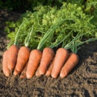 Семена моркови Купар F1 (100 000 сем. 2,2- 2,4) Bejo 