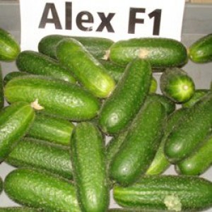 Алекс F1 - насіння огірків