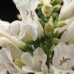 Семена цветов Пенстемон бородатый Пинаколада / Pinacolada (1000 сем.) Syngenta