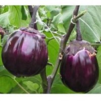 Виолетта (2 г) семена баклажана Элитный ряд