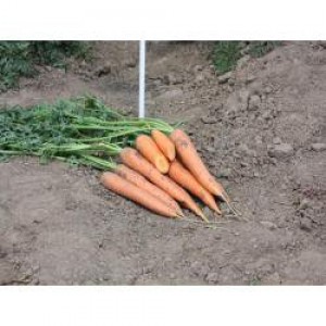 Насіння моркви Колтан F1 (100 000 нас. 1,8-2,0) Nunhems