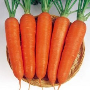 Насіння моркви Вікторія F1
