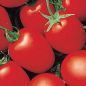 Які F1 (1000 нас.) насіння томату Seminis