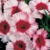 Семена цветов Гвоздика китайская Супер Парфайт F1 / Super Parfait  F1 (1000 др.) Syngenta Flowers