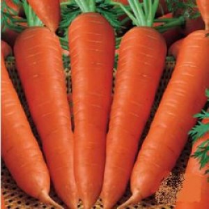 Семена моркови Проминенс F1 (100 000 сем. 2,0-2,2) Takii Seed