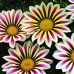 Насіння квітів Газанія Біг Кісс / Big Kiss (1000 нас.) Syngenta Flowers