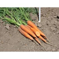 Семена моркови Сиркана F1 (100 000 сем. 1,8-2,0) Nunhems