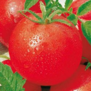 Ксенія F1 (1 г) насіння томату Елітний Ряд