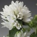 Семена цветов Колокольчик Бельфлер / Bellefleur (1000 сем.) Syngenta