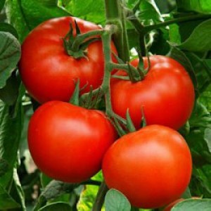 Олексія F1 - насіння індетермінантного томату
